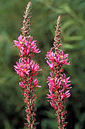 Purple loosestrife.