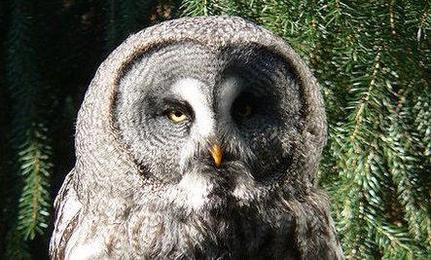 New Owl Subspecies Found in Yosemite