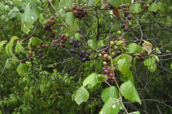 Mustang Grape (Vitis mustangensis)