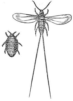 http://upload.wikimedia.org/wikipedia/commons/a/a8/Cochineal_drawing.jpg