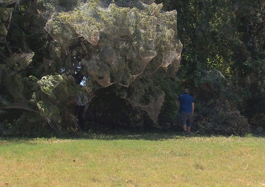 Thousands of spiders have spun a massive communal web