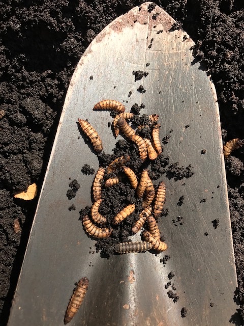 Black soldier fly larvae in coffee grounds on shovel