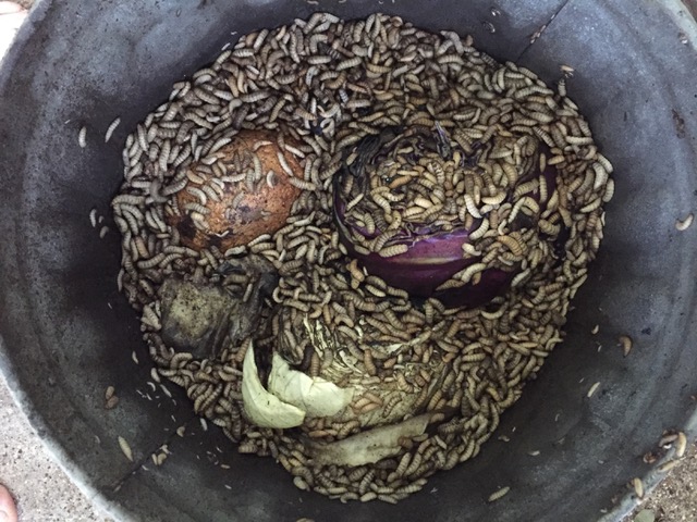 Larvae are maggot-like scavengers or predators in decaying material