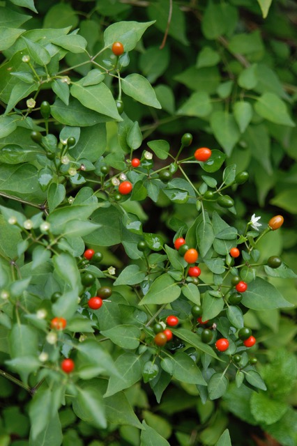 Chile pequin, or Texas bird pepper, is easy to propagate from stem cuttings