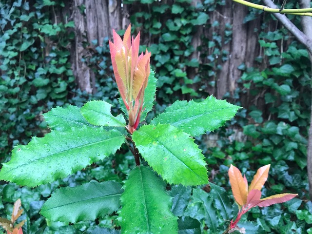 Chinese photinia new growth