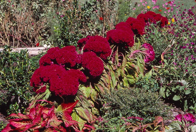 Plants such as cockscomb are grown and prized for their development of exotic fasciation
