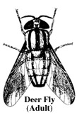 Deer-Fly-Adult_2115_3.jpg