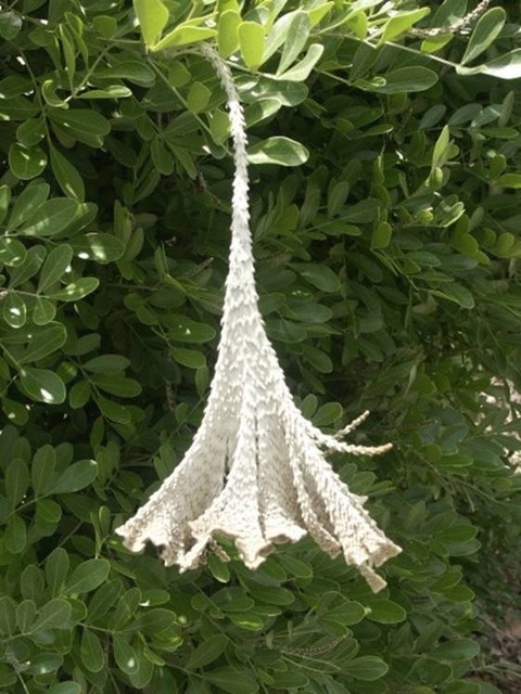 Fasciation on Texas mountain laurel