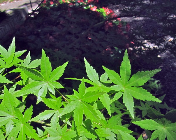 Green Japanese maple - new growth