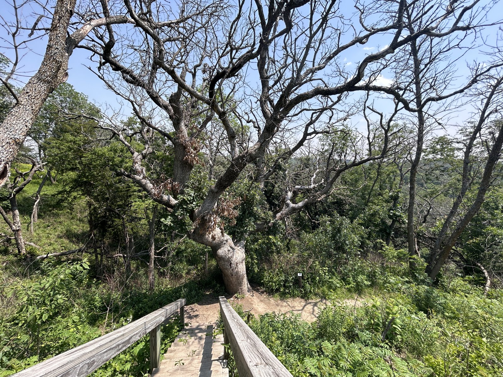 The bur oak in Nebraska, known as the King of the Great Plains, is dying due to hypoxylon canker