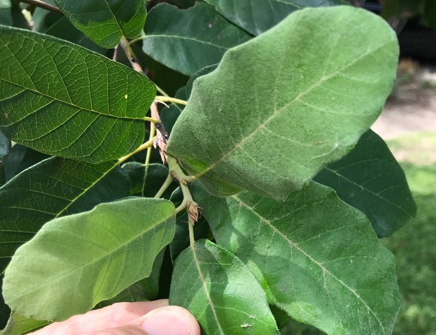 Mexican white oak