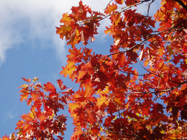 Northern-Red-Oak-photo-LBJWC-by-JulieMakin