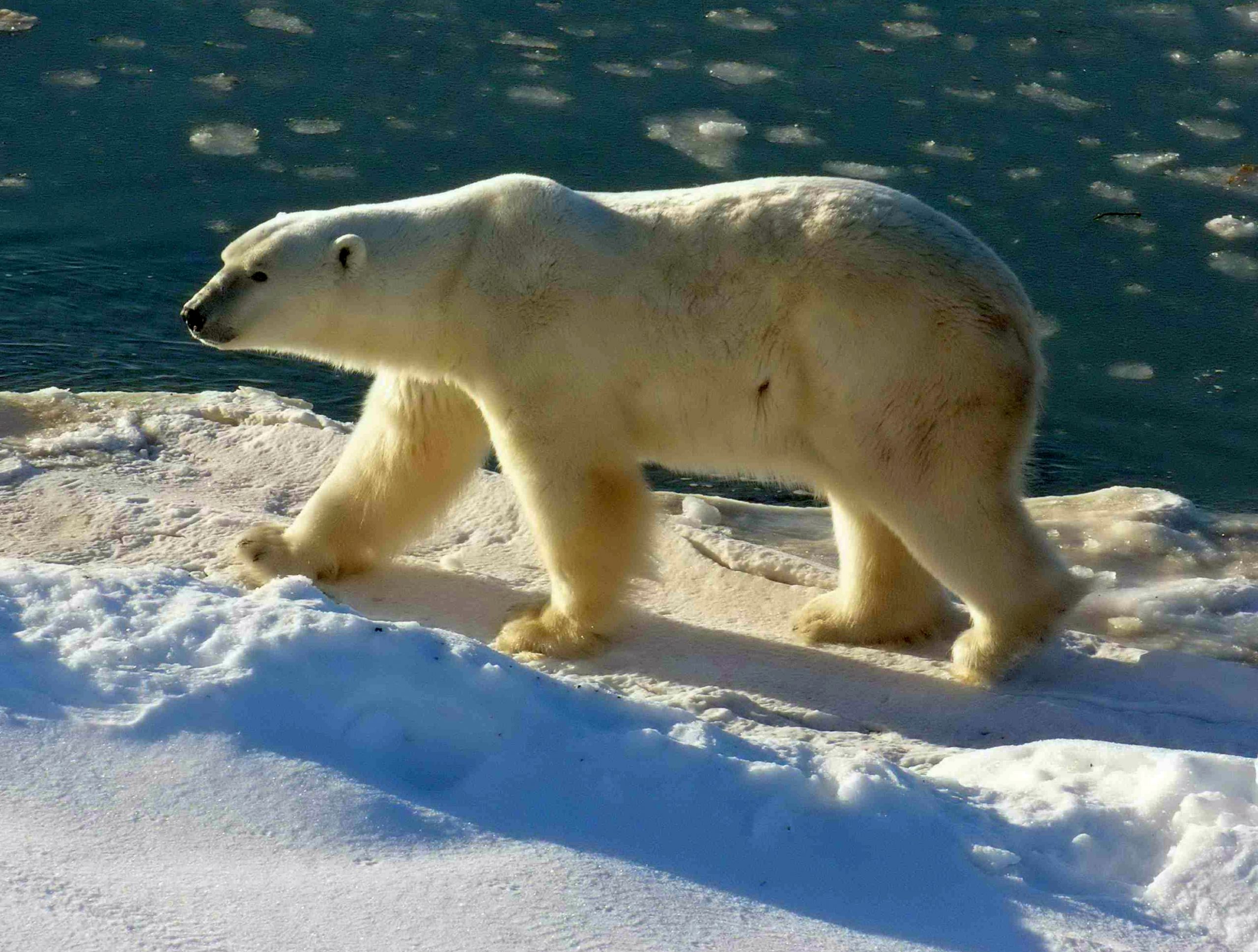 Polar_Bear_2004-11-15.jpg