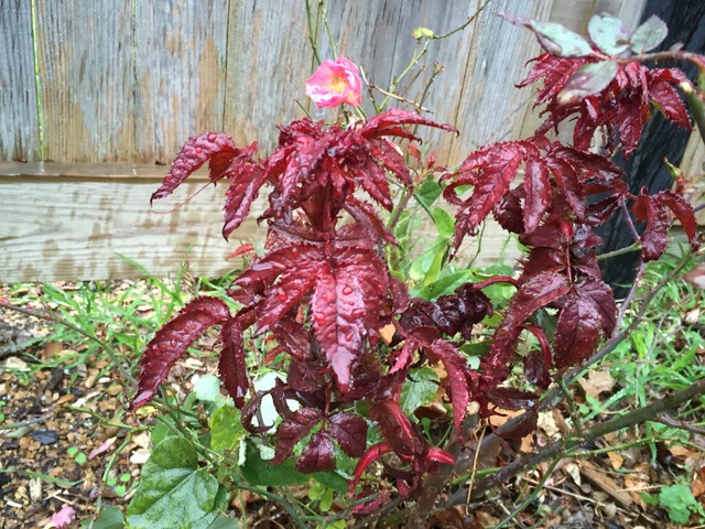 Roses with rose rosette symptoms