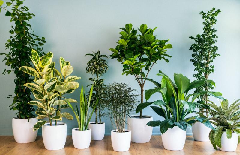 Houseplant photo from SD University