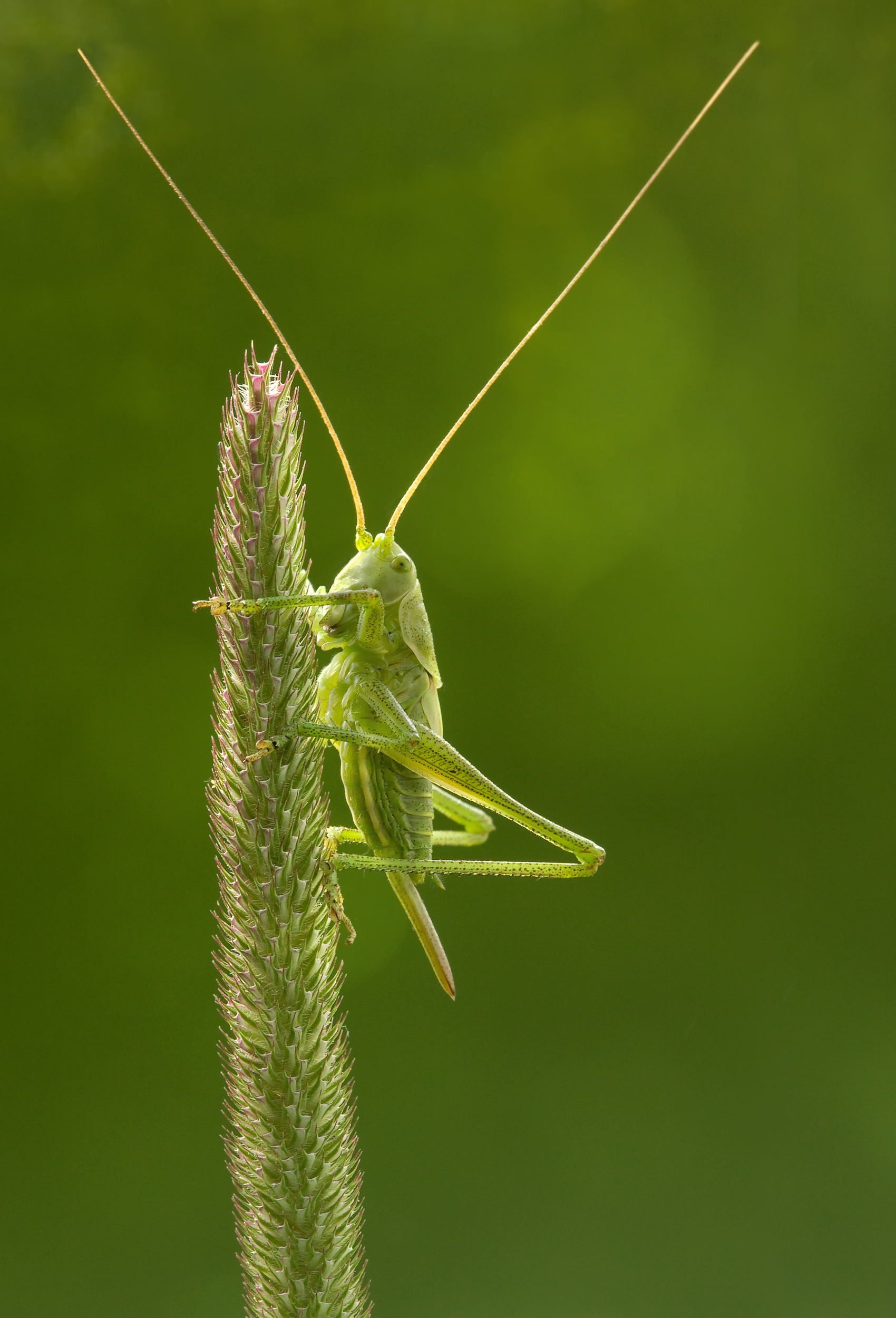 Tettigonia_virdissima_nymph_on_Phleum_pr