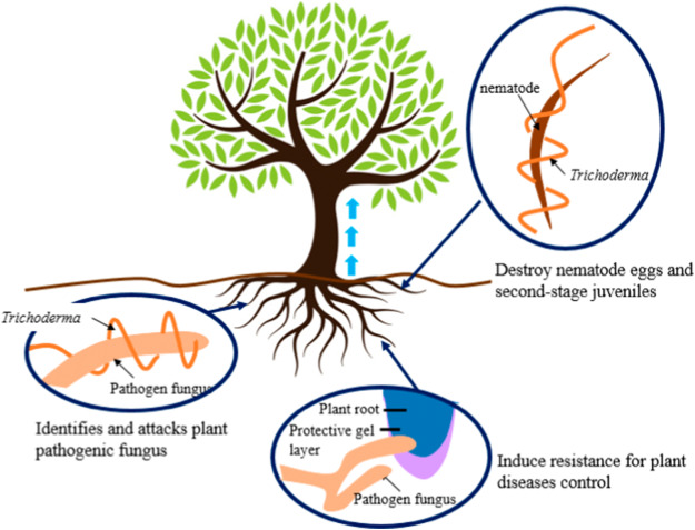 Illustration of some biological functions of trichoderma in agriculture