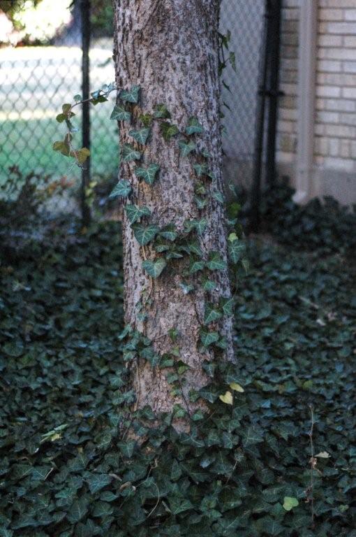 Vine_Removal_Tree_trunk-1.jpg