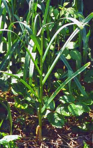 alli_05-garlic.jpg