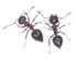 Acrobat Ant