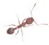 ant_pharoah.jpg