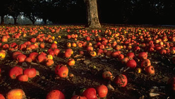 Photo of fallen apples around a tree.
