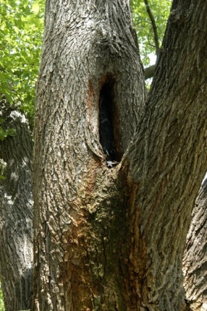 Sick tree treatment