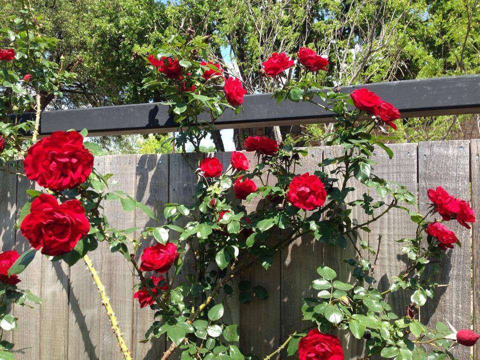 content_img.10709.img.jpg