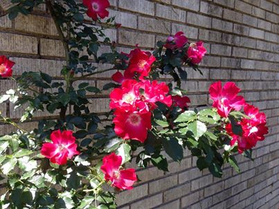 content_img.10772.img.jpg