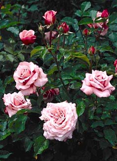 content_img.10774.img.jpg