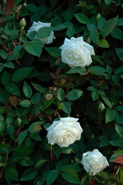 content_img.10779.img.jpg