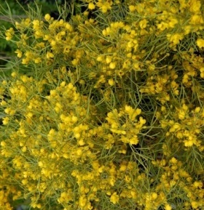 content_img.10970.img.jpg