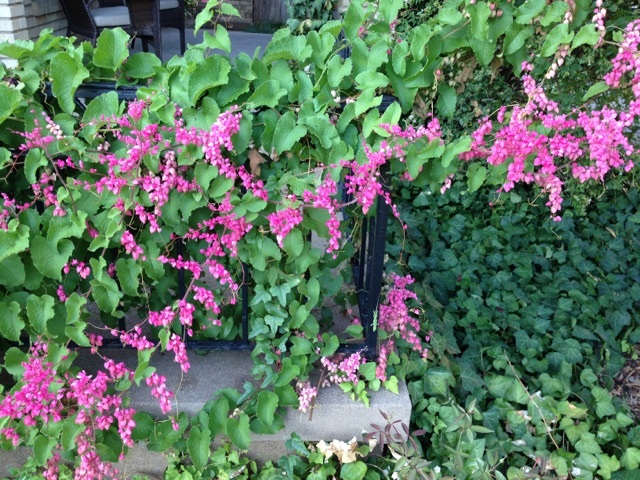 content_img.11155.img.jpg