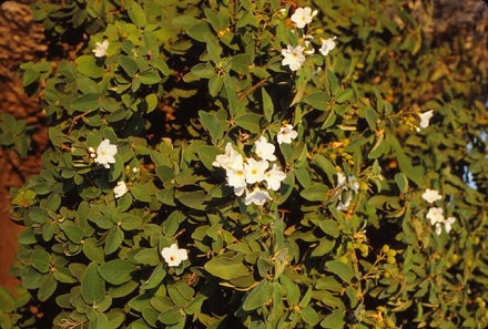 content_img.11172.img.jpg