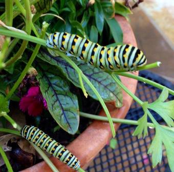 content_img.11230.img.jpg