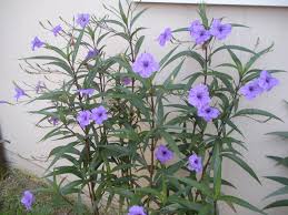 content_img.11234.img.jpg