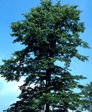 content_img.11236.img.jpg