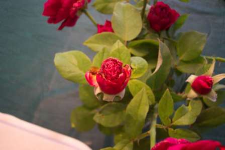 content_img.11481.img.jpg