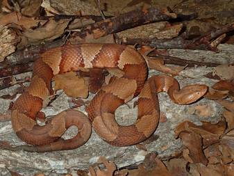 Copperheads With their flashy banded pattern and tawny coloring, they are among the most easily identifiable snakes in Texas. They’re common in North Texas, particularly along streams and rivers. They generally grow to 2 to 3 feet long.