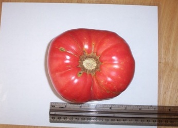 Brandywine Tomato