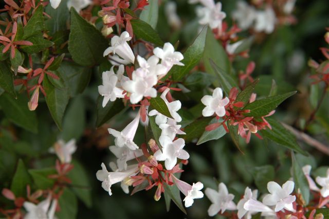 content_img.1535.img.jpg