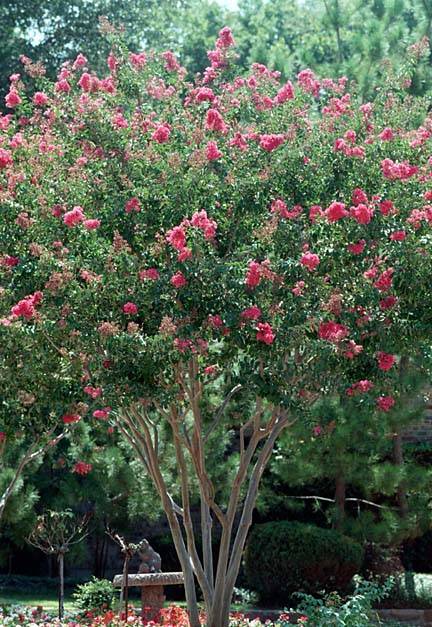 content_img.1547.img.jpg