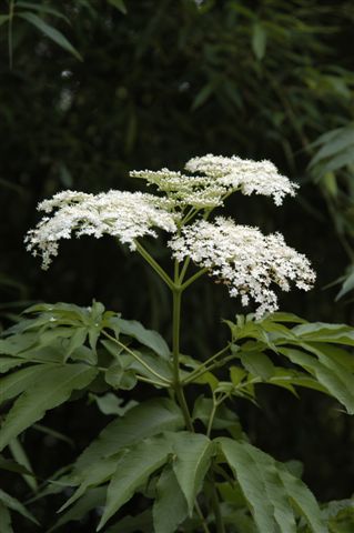 content_img.1555.img.jpg