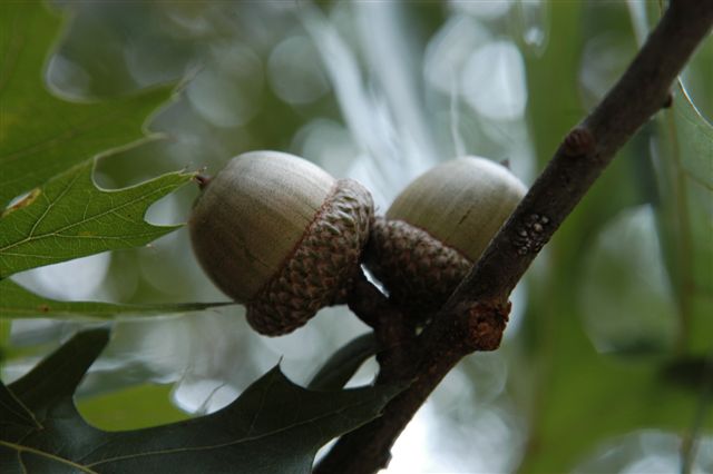 content_img.1856.img.jpg