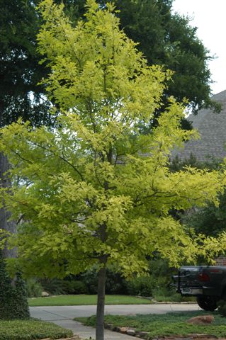 content_img.1908.img.jpg