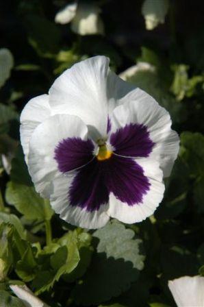 content_img.1956.img.jpg