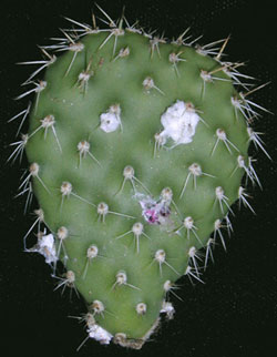content_img.2094.img.bmp