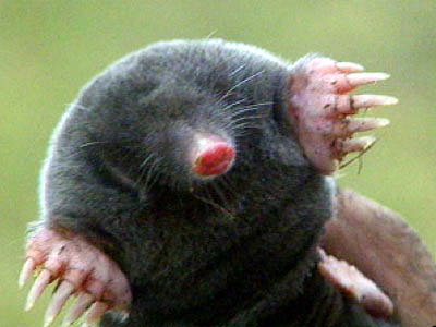 content_img.2118.img.bmp
