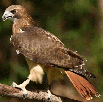 content_img.2233.img.gif