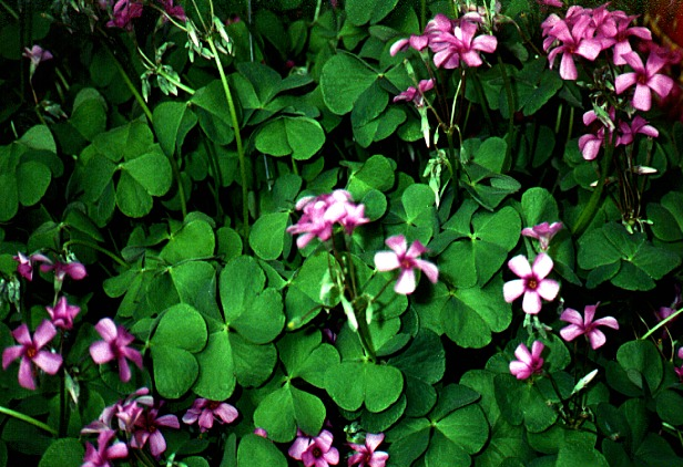 content_img.2282.img.bmp